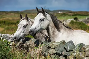 Eire: Connemara ponies look over stone wall, Connemara