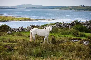 Connemara: Connemara pony along bay, Connemara, Galway, Ireland