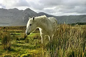 Irish: Connemara pony, Inagh Valley, County Galway, Republic