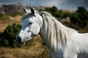 Irish: Connemara pony stallion, Connemara, Galway, Ireland