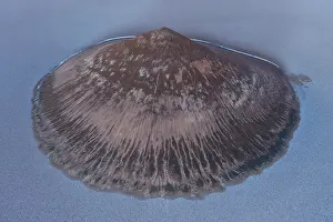Lonesome: Cono de Arita, Salar de Arizaro, Aerial View, Salta
