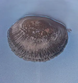Lonesome: Cono de Arita, Salar de Arizaro, Aerial View, Salta