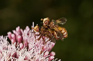 Holoparasitic: Conopid Flies prob Myopa buccata - mating pair on