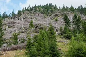 Strong: Consequence of the downburst in Trentino, Italy