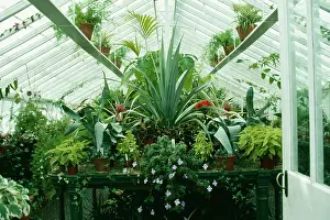 Greenhouses: Conservatory - View inside with various plants