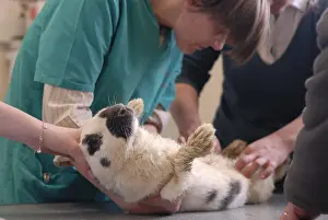 Exam: Consultation with a rabbit lower court by a veterinarian