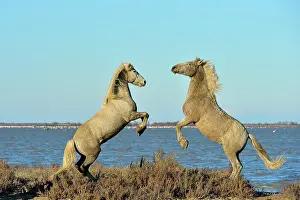 Confrontations: Contest between two Camargue horses in the marshes - France