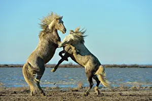 Confrontations: Contest between two Camargue horses in the marshes - France