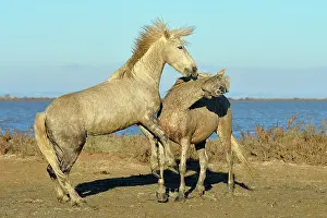 Confrontations: Contest between two Camargue horses in the marshes - France