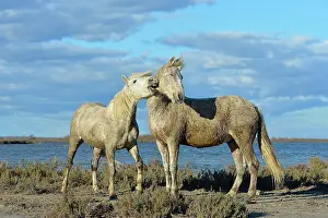 Biting: Contest between two Camargue horses in the marshes - France