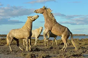Speaking: Contest between two Camargue horses in the marshes - France
