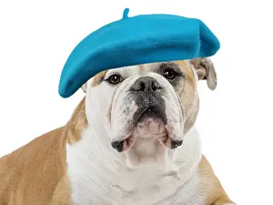 100822: Continental bulldog