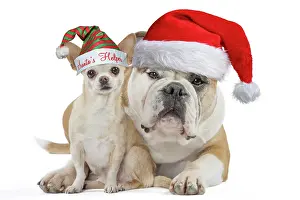 Helper: Continental bulldog and chihuahua