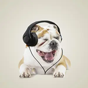 Chien: Continental bulldog, with headphones, eys closed
