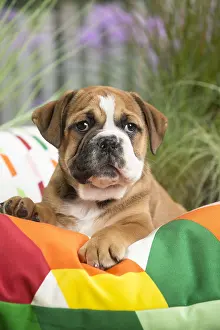 Cushions: Continental Bulldog puppy on cushion