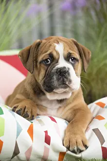 Cushions: Continental Bulldog puppy on cushion