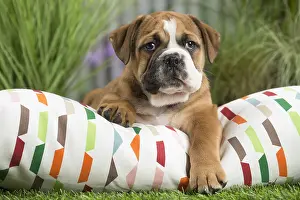 Cushions: Continental Bulldog puppy on cushion