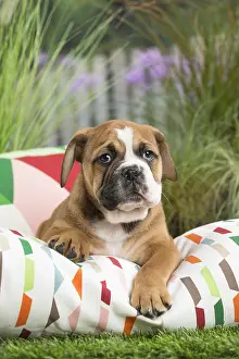 Cushions: Continental Bulldog puppy on cushion