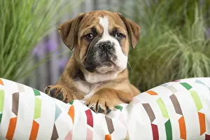 Cushions: Continental Bulldog puppy on cushion