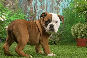 070519: Continental Bulldog puppy outdoors in the garden