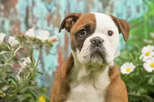 070519: Continental Bulldog puppy outdoors in the garden