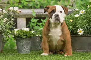 070519: Continental Bulldog puppy outdoors in the garden