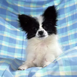 Papillons: Continetal Toy Spaniel / Papillon Dog