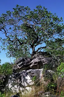Tableland: Contorted tree