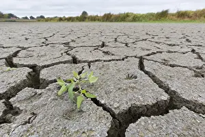 Cracked: Contraction cracks in a dry cut off part of the