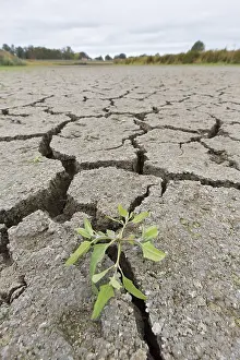 Cracked: Contraction cracks in a dry cut off part of the