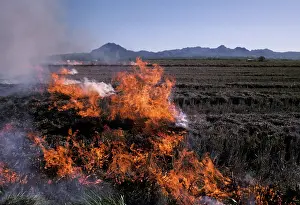 Burning: Controlled Burning