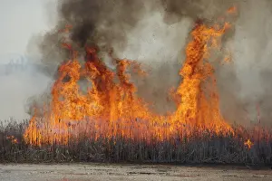 Burning: Controlled Marsh Fire