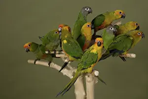 Parakeets: Conure Parrots