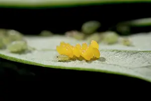 Augustin Esmoris: Convergent Lady Beetle (Hippodamia convergens)
