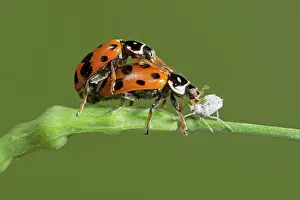 Augustin Esmoris: Convergent Lady Beetle (Hippodamia convergens)