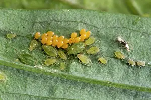 Augustin Esmoris: Convergent Lady Beetle (Hippodamia convergens)