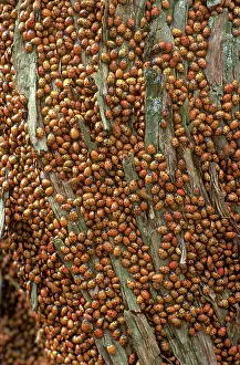 Hippodamia: Convergent Lady Beetles