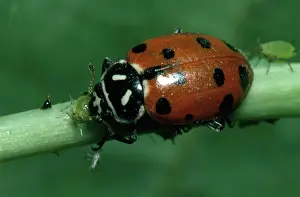 Preying: Convergent Ladybeetle eating aphids