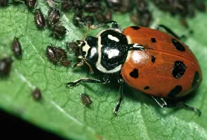 Preying: Convergent Ladybeetle eating Cherry Aphids