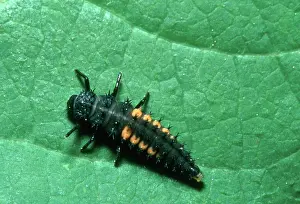 Hippodamia: Convergent Ladybeetle larva