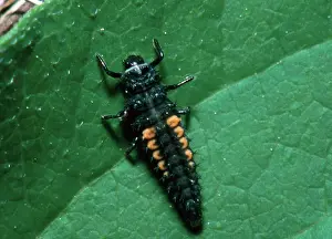 Hippodamia: Convergent Ladybeetle larva