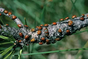 Hippodamia: Convergent Ladybeetles aggregating