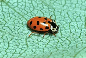 Hippodamia: Convergent Ladybird Beetle
