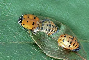 Hippodamia: Convergent Ladybug Beetle