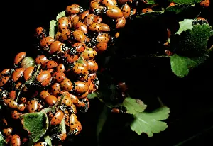 Hippodamia: Convergent Ladybug / Ladybird Beetles - July mating swarm