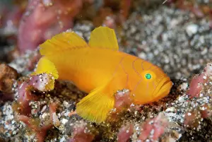 Straits: Convict-Goby