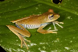 Treefrog: Convict Tree Frog (Hypsiboas calcaratus) restin