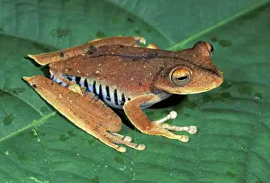 Calcarata: Convict Treefrog
