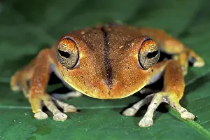 Calcarata: Convict Treefrog