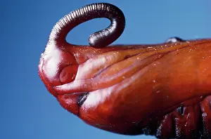 Convolvuli: Convolvulous Hawkmoth - chrysalis